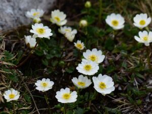 Fjällsippor, Lapplands landskapsblomma. Bilden symboliserar ett nätverk och en mötesplats för alla undersköterskor som arbetar i region Norrbotten och dess kommuner. Region Norrbotten består av Norrbotten och den nordligaste delen av Lappland.