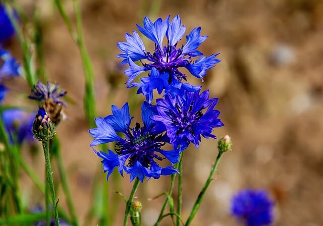 Blåklint, Östergötlands landskapsblomma. Bilden symboliserar ett nätverk och en mötesplats för alla undersköterskor som arbetar i region Östergötland och dess kommuner.