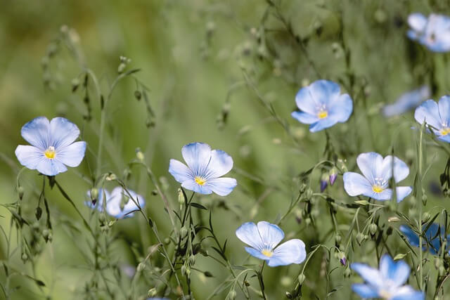 Lin, Hälsinglands landskapsblomma. Bilden symboliserar ett nätverk och en mötesplats för alla undersköterskor som arbetar i region Gävleborg och dess kommuner. Gävleborgs län består av landskapen Gästrikland och Hälsingland.