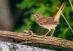 Näktergal, Ölands landskapsfågel. Bilden symboliserar ett nätverk och en mötesplats för alla undersköterskor som arbetar i region Kalmar län och dess kommuner. Kalmar län inbegriper östra delen av Småland och Öland.