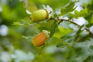 Kvist med eklöv och ekollon. Ek är Blekinges landskapsblomma. Bilden symboliserar ett nätverk och en mötesplats för alla undersköterskor som arbetar i region Blekinge och dess kommuner.