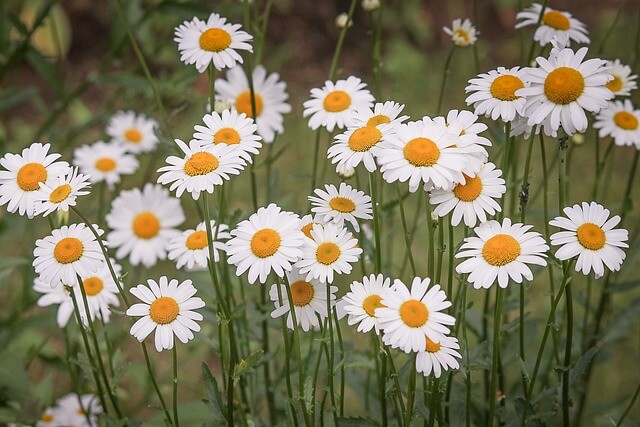 Prästkragar, Skånes landskapsblomma. Bilden symboliserar ett nätverk och en mötesplats för alla undersköterskor som arbetar i region Skåne och dess kommuner.