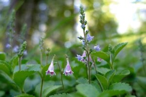 Linnea, Smålands landskapsblomma. Bilden symboliserar ett nätverk och en mötesplats för alla undersköterskor som arbetar i region Kronoberg och dess kommuner. Kronobergs län utgör den sydvästra delen av landskapet Småland.
