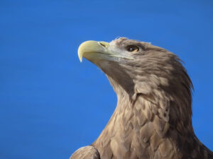 Havsörn, Upplands landskapsfågel. Bilden symboliserar ett nätverk och en mötesplats för alla undersköterskor som arbetar i region Stockholm och dess kommuner. Region Stockholm inbegriper delar av Uppland och Södermanland.