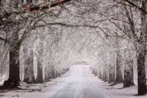 Allé med en väg, avlövade träd och ett tunt snötäcke. Bilden bidrar till sidans visuella design.