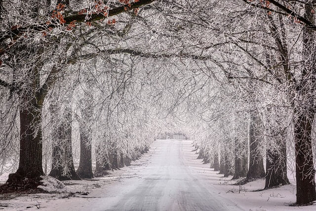 Allé med en väg, avlövade träd och ett tunt snötäcke. Bilden bidrar till sidans visuella design.