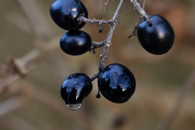 close-up-blue-black-berries-with-droplet-640×427