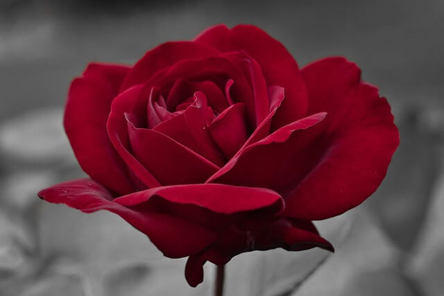 close-up-dark-red-rose-grey-background-640×427