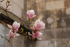 Magnoliakvist med vitrosa blommor mot en suddig gråbrun bakgrund. Bilden bidrar till namnsdags-inläggets visuella design.