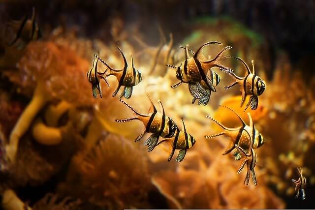 orange-black-fish-blurry-background-640×427