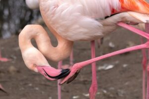 Rosa flamingo som står på ett ben och böjer sig med näbben mot klon på det lyfta benet. Bilden bidrar till namnsdags-inläggets visuella design.