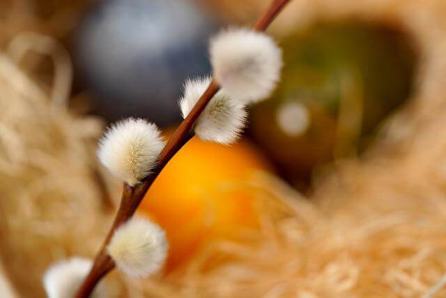 En söt kvist med videkissar framför en suddig bakgrund av träull med ett blått, ett grönt och ett gult påskägg. Bilden bidrar till namnsdags-inläggets visuella design.