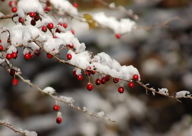 Snötäckt kvist full av små röda bär mot en gråaktig bakgrund, bidrar till namnsdags-inläggets visuella design.
