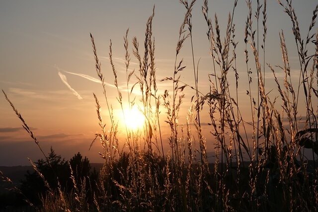 sunset-grass-silhouette-640×427