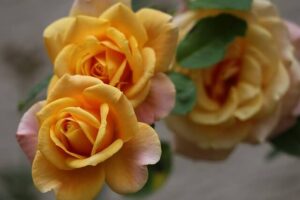 Tre gulrosa rosor och ett rosenblad speglar sig i ett blankt underlag och bidrar till namnsdags-inläggets visuella design.