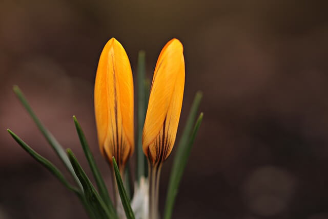 yellow-crocus-buds-dark-brown-background-640×427