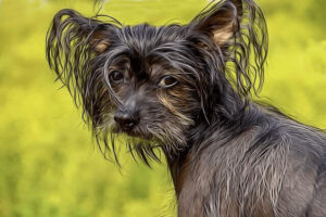 Svart hund, troligen en Chinese Crested Dog, fotograferad snett bakifrån från sidan med huvudet vänt mot betraktaren, grön bakgrund. Bilden används till ett inlägg om djur som far illa.
