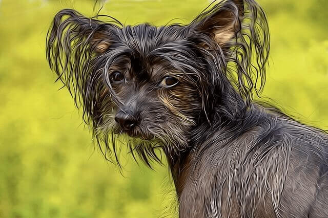 Svart hund, troligen en Chinese Crested Dog, fotograferad snett bakifrån från sidan med huvudet vänt mot betraktaren, grön bakgrund. Bilden används till ett inlägg om djur som far illa.