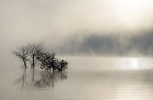 Svarta avlövade träd som står i stilla vatten omgivet av dimma och svagt solljus, vilket skapar en känsla av ödslighet. Bilden används för att illustrera ett inlägg om stöd och hjälp vid krisreaktion.